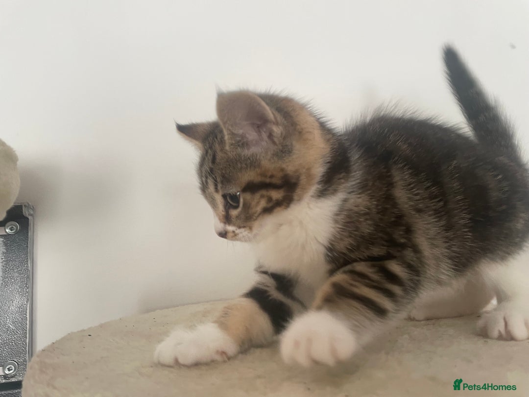 Mixed Breed cats for sale: Gorgeous tabby kittens are looking for new home  - Image 8