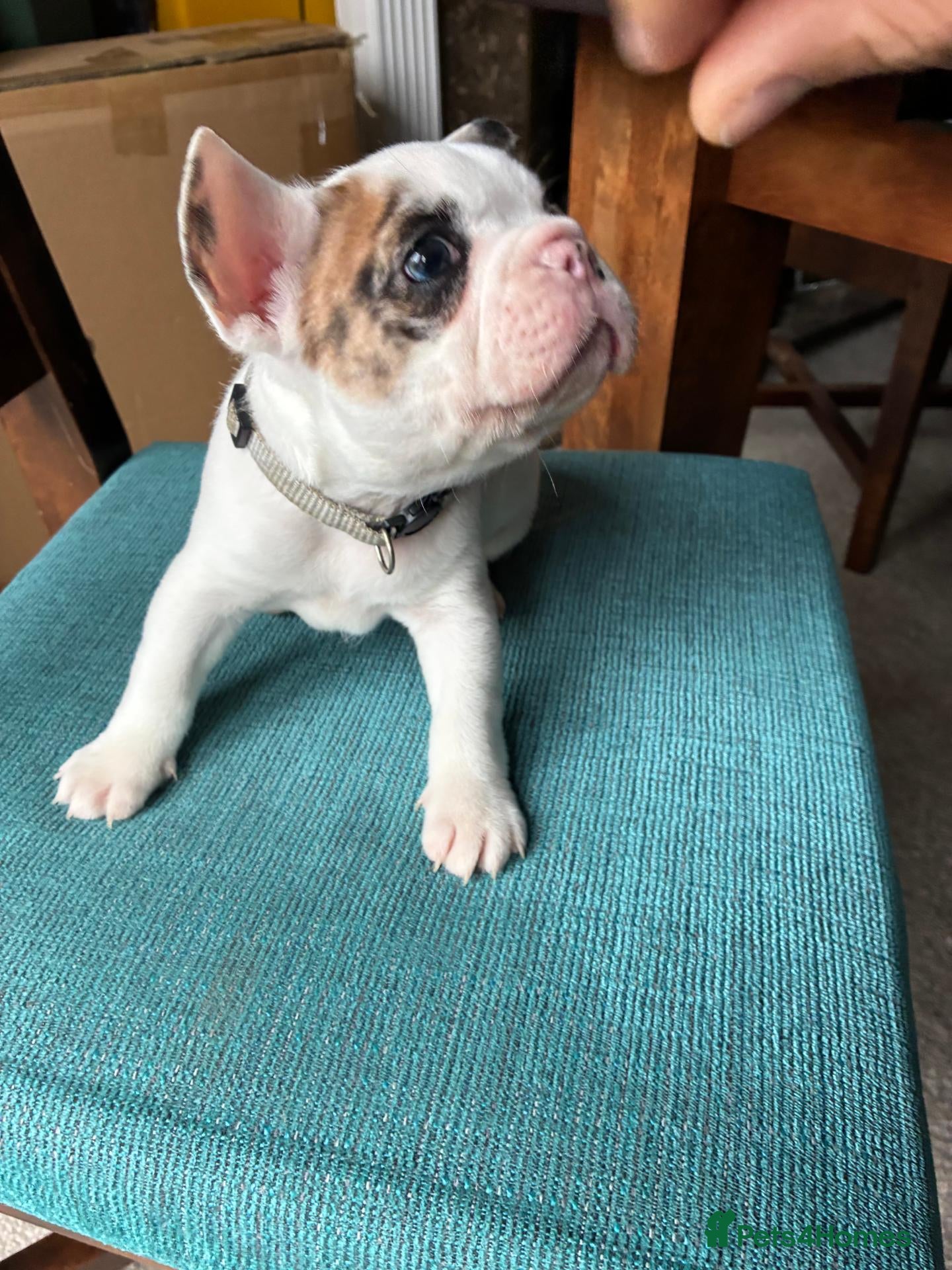 French Bulldog dogs for sale: Special unique Frenchton puppy (Frenchie x Boston) - Advert 1