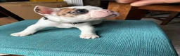 French Bulldog dogs for sale: Special unique Frenchton puppy (Frenchie x Boston) - Advert 1