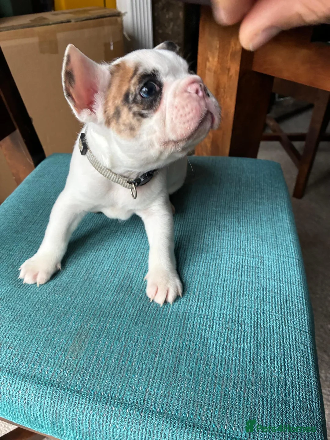 French Bulldog dogs for sale: Special unique Frenchton puppy (Frenchie x Boston) - Advert 1