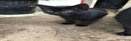 Mixed Breed cats for sale: Black kittens - Advert 4
