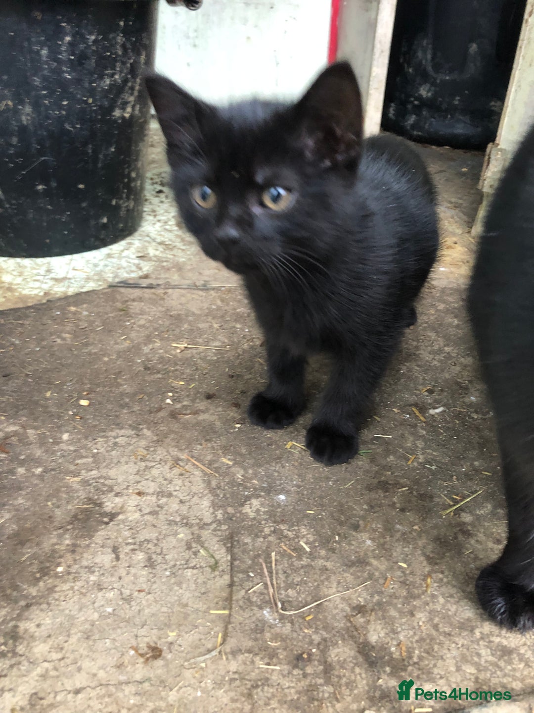Mixed Breed cats for sale: Black kittens - Advert 4