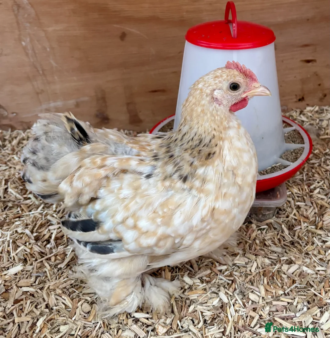 Chickens poultry for sale: 3 Male Pekin Bantam Roosters in Bishop Auckland - Advert 1
