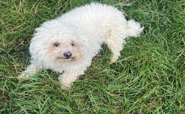 Bichon Frise dogs - Advert 1