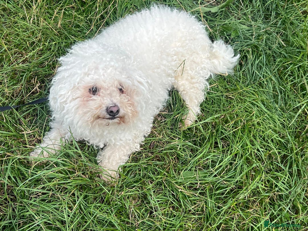 Bichon Frise dogs for adoption: Bertie * Bichon Frise * 240728 - Image 1