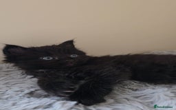 Persian cats for sale: Ginger and black fluffy kittens - Image 11
