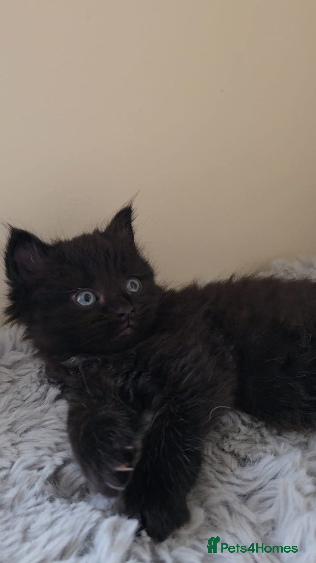 Persian cats for sale: Ginger and black fluffy kittens - Image 11