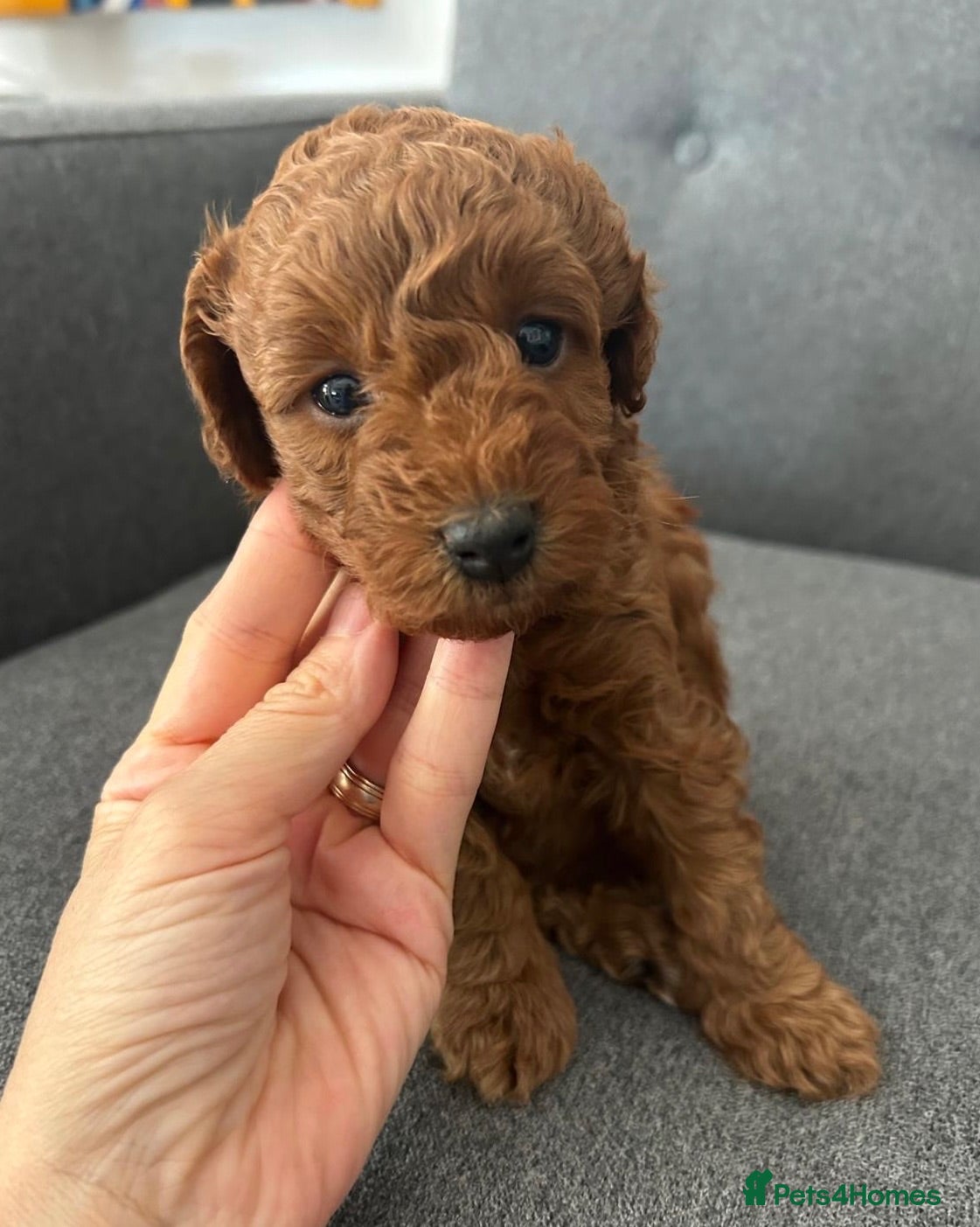 Mixed Breed dogs Small Miniature Poodle Boys - DNA Tested Parents - Advert 16