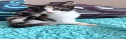 Mixed Breed cats for sale: Female calico kitten - Advert 2