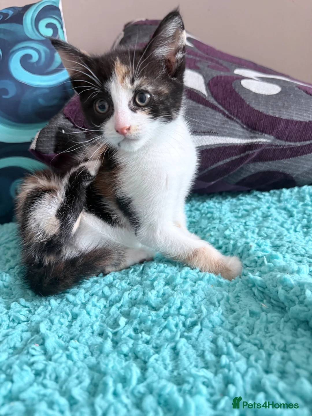 Mixed Breed cats for sale: Female calico kitten - Advert 2