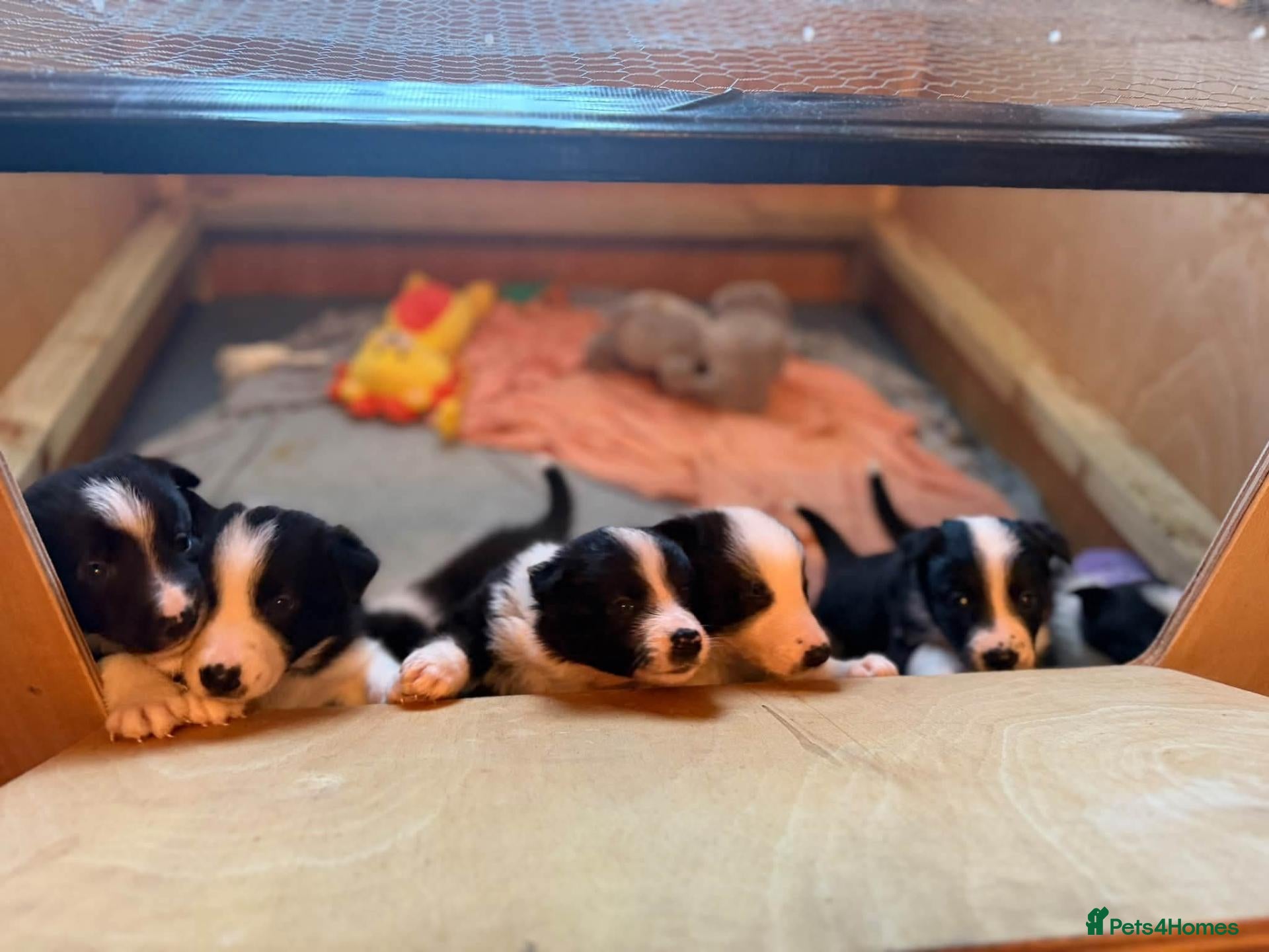 Border Collie dogs Border Collie Puppies - Advert 1