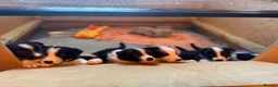 Border Collie dogs for sale: Border Collie Puppies - Advert 1