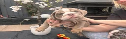 English Bulldog dogs for sale: Winnie’s amazing litter of 6 beautiful babies - Advert 26