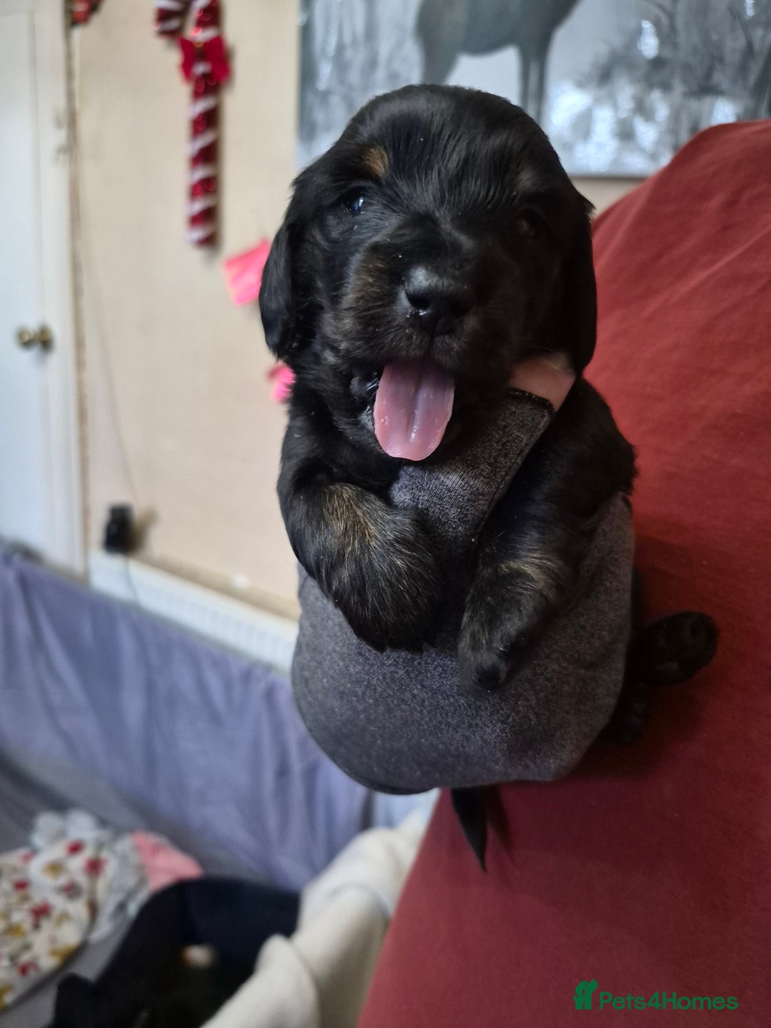 Dachshund dogs for sale: Dachshund  - Advert 6