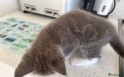 Ragdoll cats for sale: Boy Kitten, ragdoll cross - Image 2