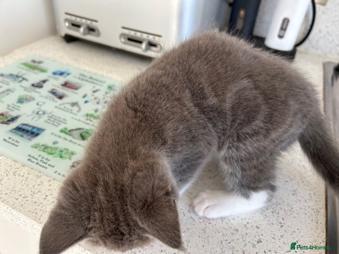 Ragdoll cats for sale: Boy Kitten, ragdoll cross - Image 2