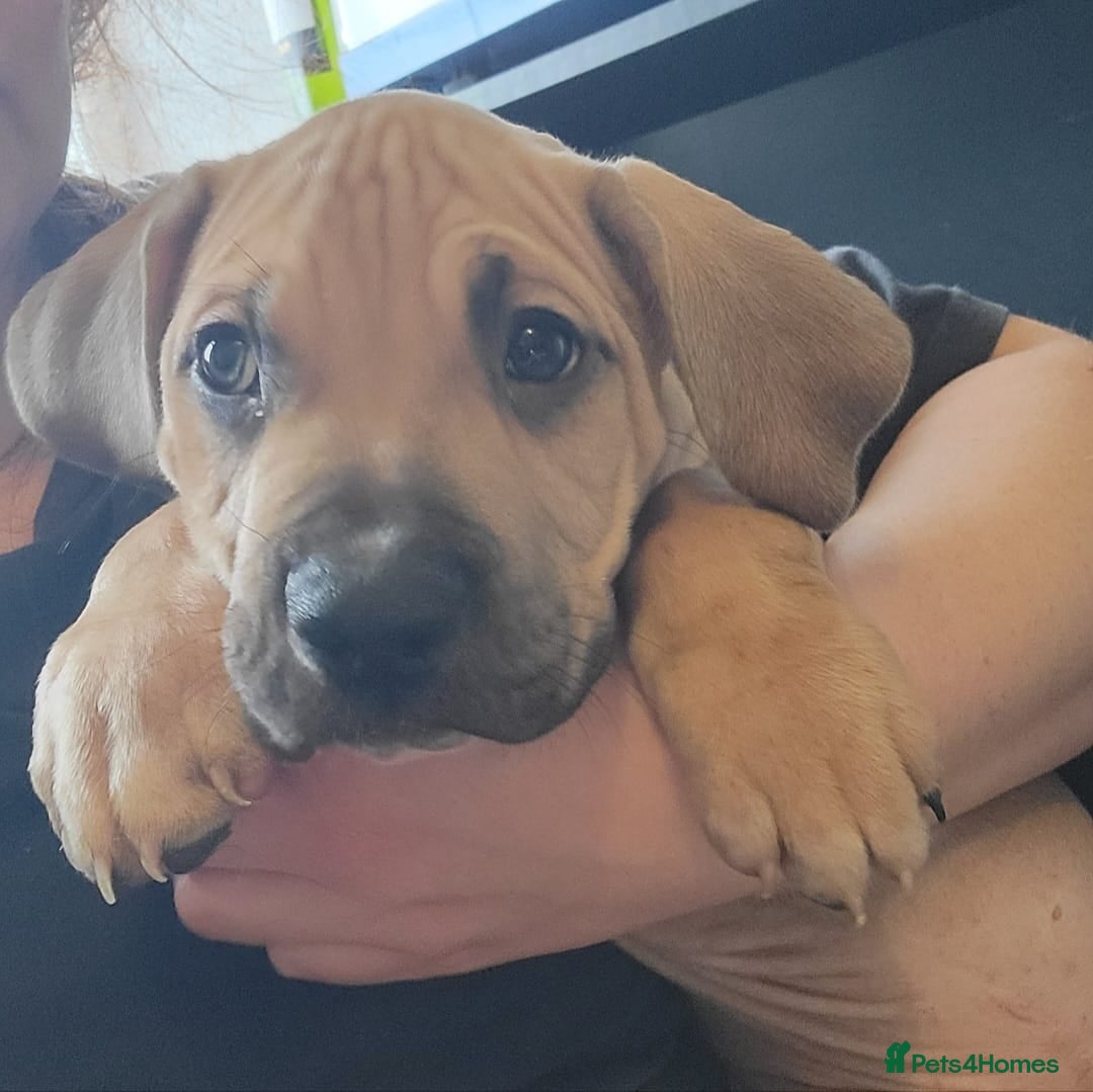 Presa Canario dogs for sale:  Presa Canario Puppies – Ready to leave now - Advert 14