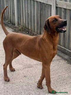 Rhodesian Ridgeback dogs Rhodesian Ridgeback Puppies Full European Pedigree - Advert 2