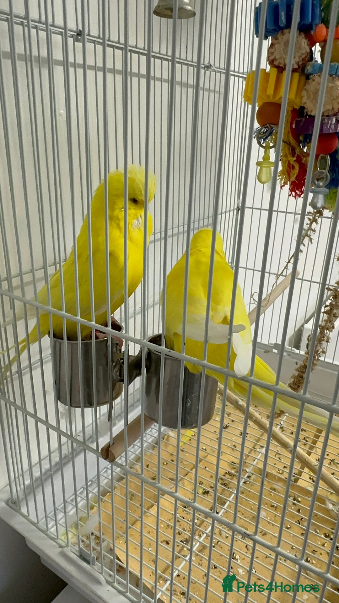 Budgerigars birds for sale: Adult Male Budgies & Cage - Advert 5