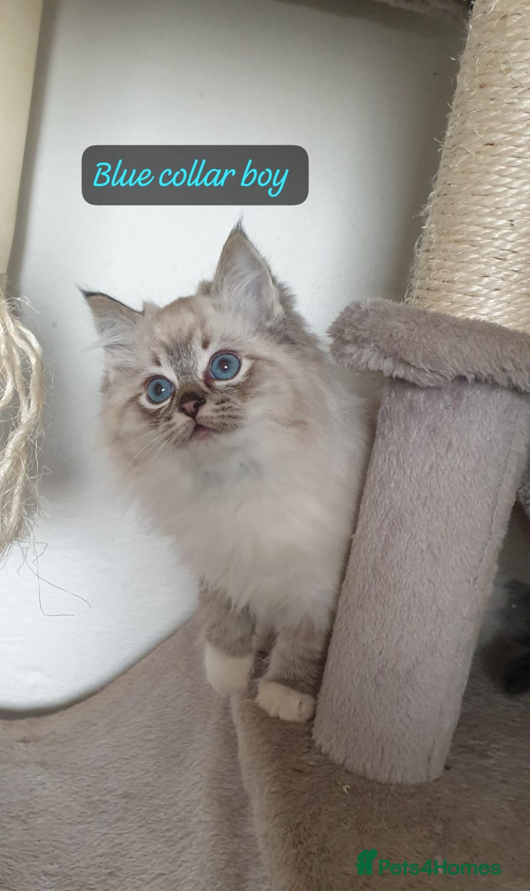 Ragdoll cats for sale: Stunning GCCF Registered Ragdoll Kittens. - Advert 32