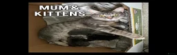 Mixed Breed cats for sale: Kittens for sale - Advert 7