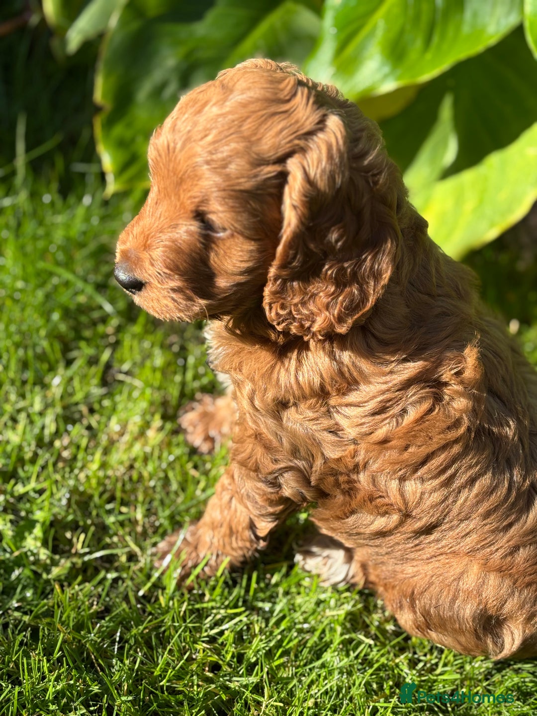 Cockapoo dogs for sale: Beautiful miniature red cockapoo girl puppy  - Image 5