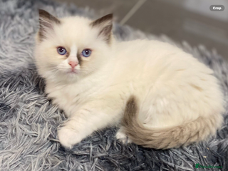 Ragdoll cats 🔷Exclusive Genuine 100 % Traditional Ragdolls - Advert 5
