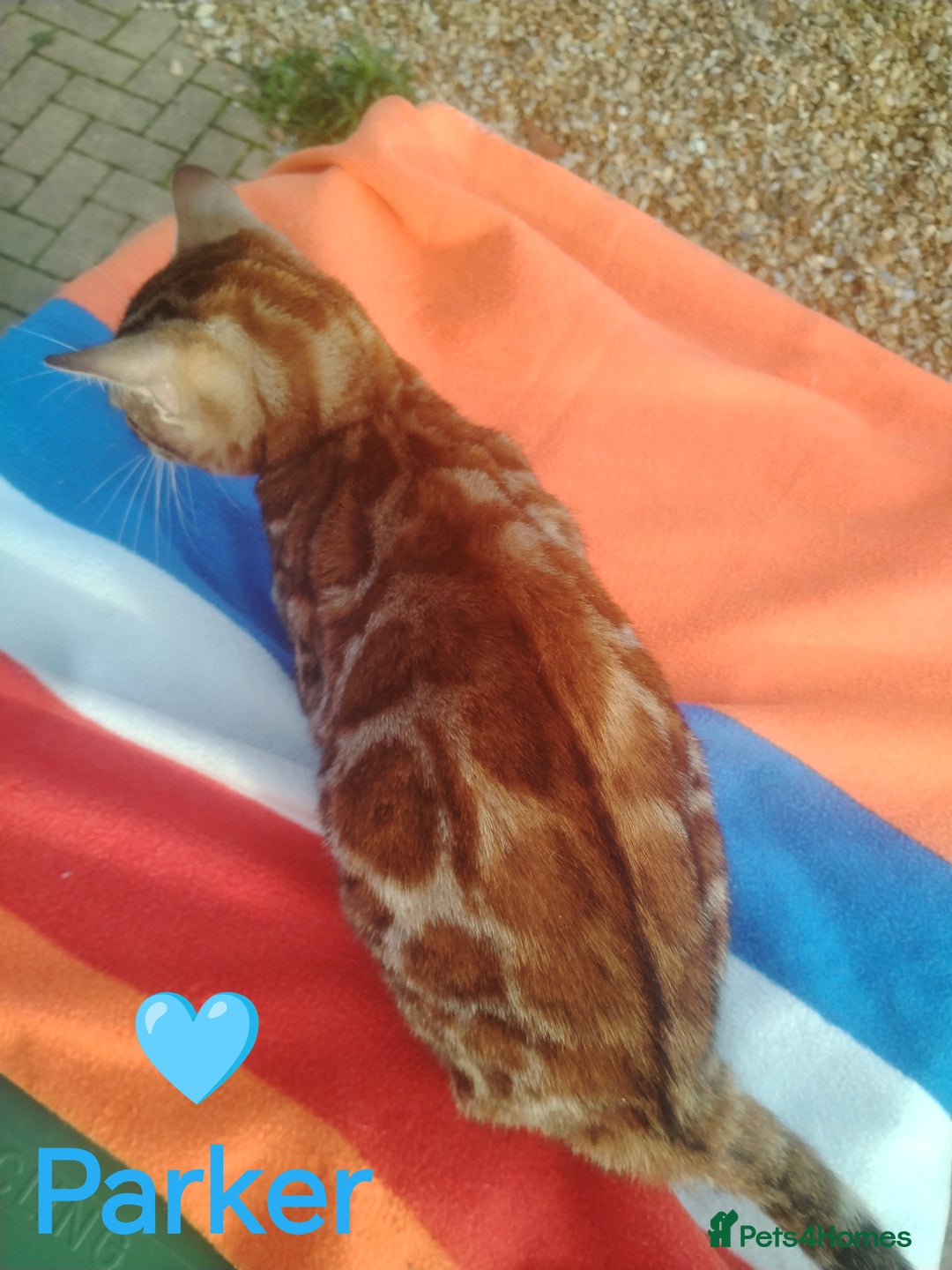 Bengal cats for sale: Bengals high guality kittens ready for new home  - Advert 19