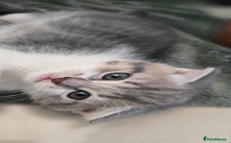 Scottish Fold cats - Advert 1