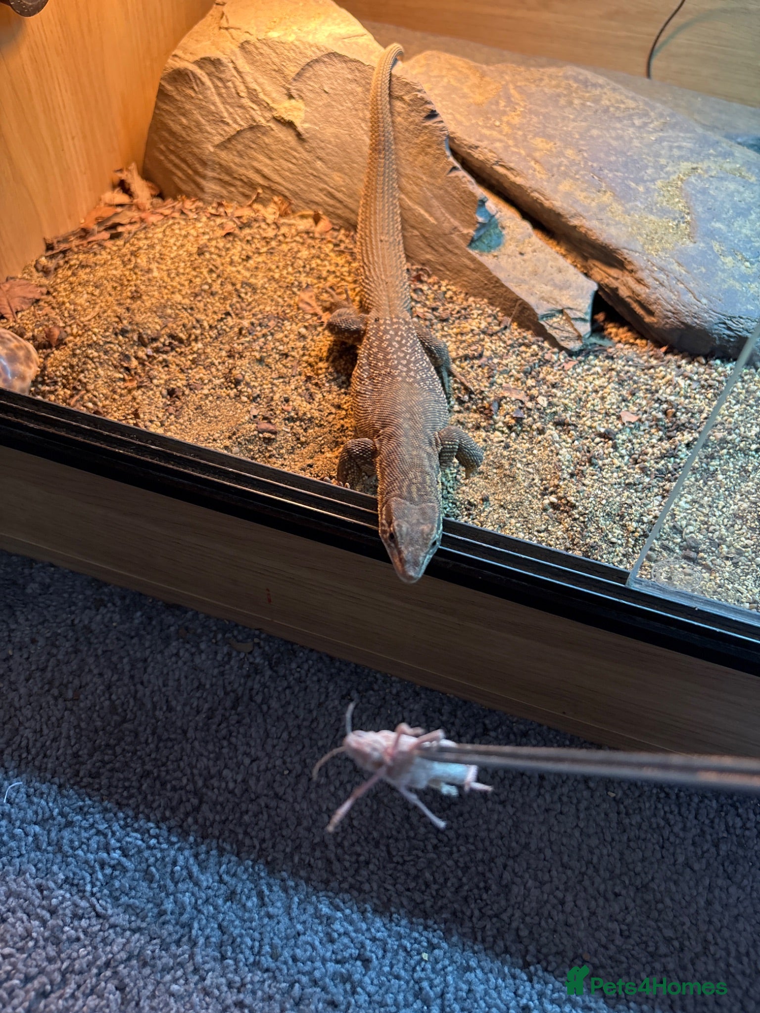 Monitor reptiles unsexed ackie monitor - Advert 1
