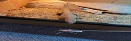 Monitor reptiles for sale: unsexed ackie monitor - Advert 1