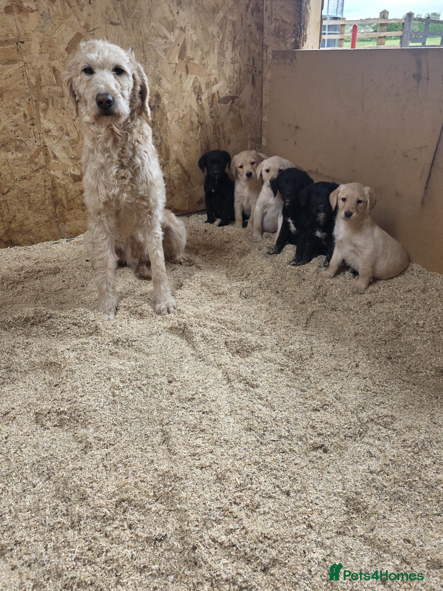 Labradoodle dogs Gorgeous litter or Labradoodle Puppies - Advert 1