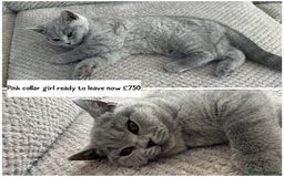 British Shorthair cats for sale: SALE!!   BSH Kitten SALE!! £650 - Image 7