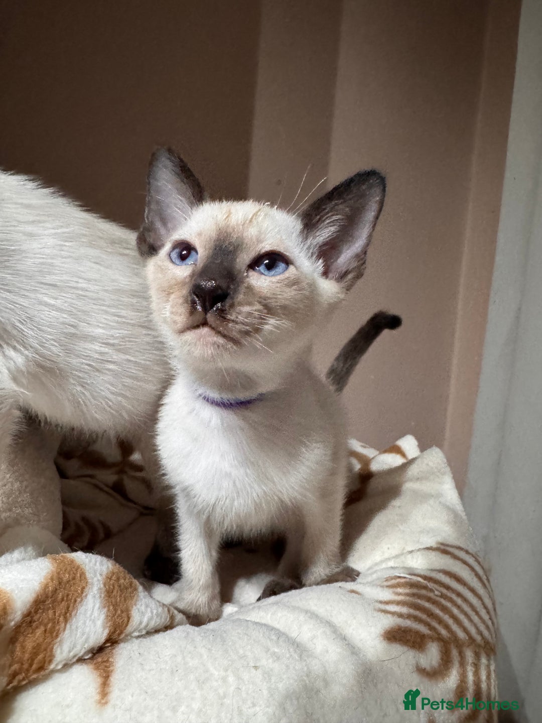 Siamese cats for sale: 3 cute Siamese kittens available - Advert 1