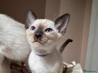 Siamese cats 3 cute Siamese kittens available - Advert 16