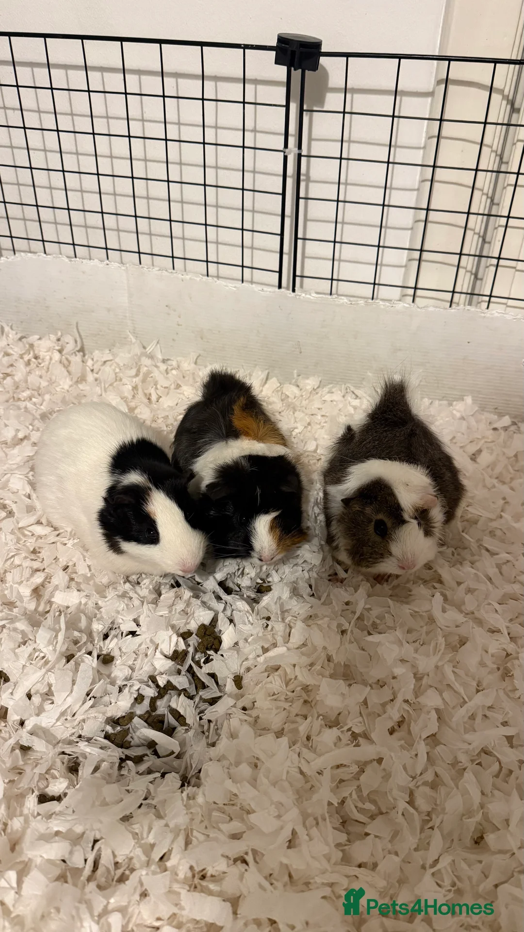 Guinea Pig rodents for sale: 3x Female Guinea Pigs  in Heanor - Advert 5