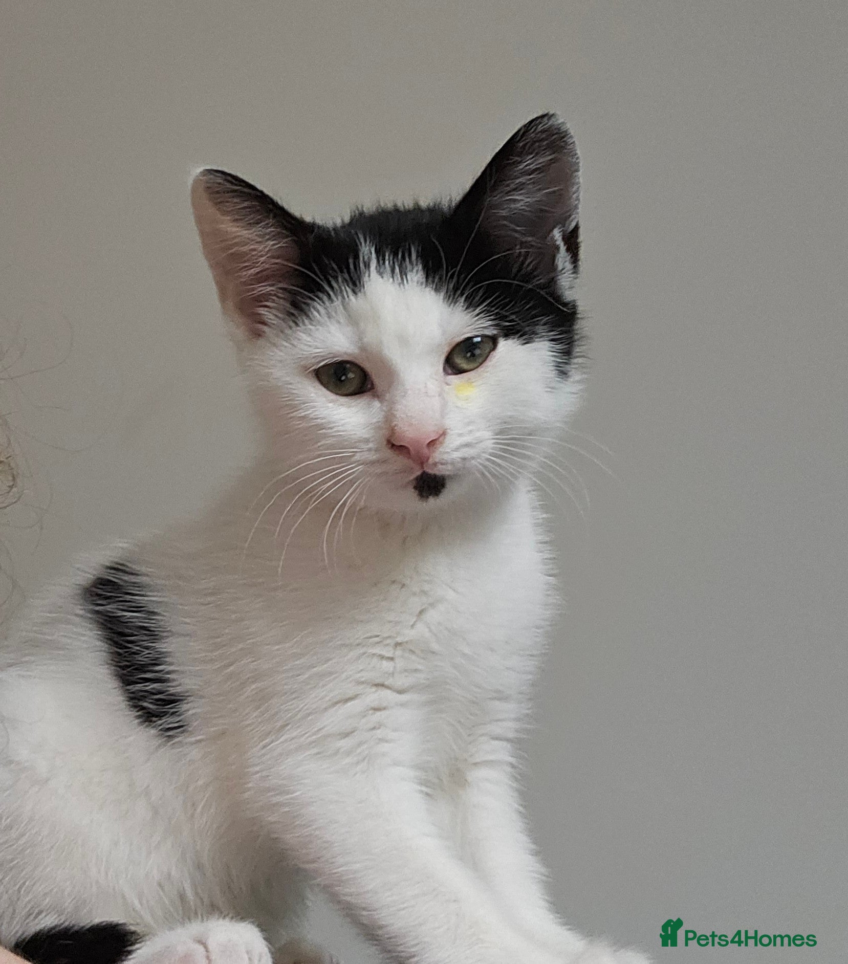 Mixed Breed cats Bean needs his forever home - Advert 1