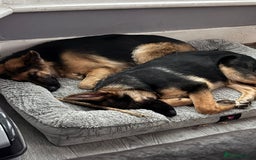 German Shepherd dogs for sale: Last girl German shepherd puppy - Image 5