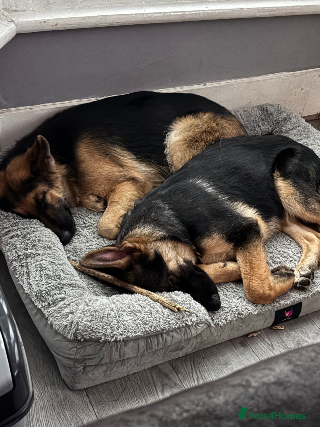 German Shepherd dogs for sale: Last girl German shepherd puppy - Image 5