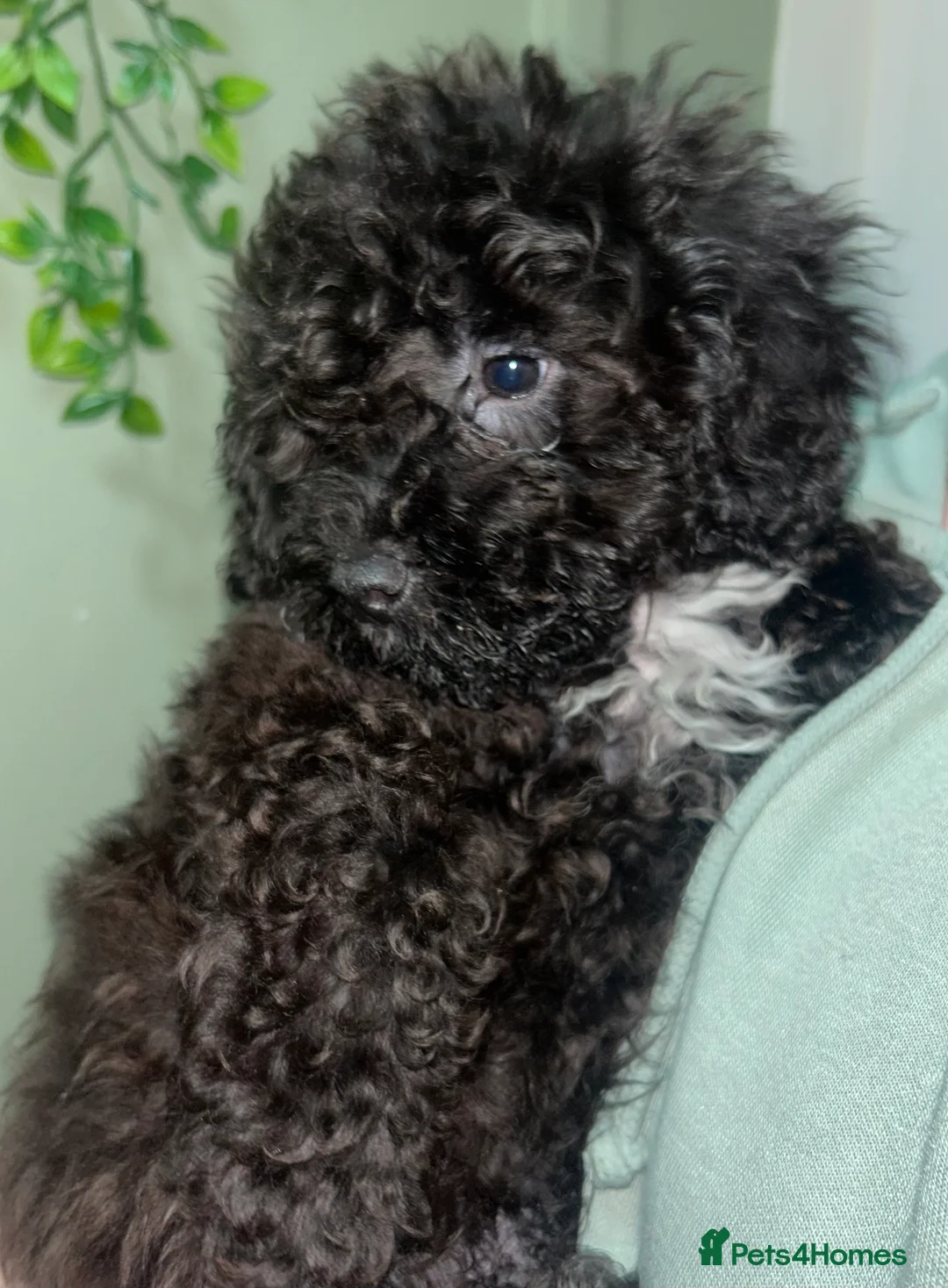 Cavapoo dogs for sale: BEAUTIFUL TOY CAVAPOOS - Advert 21