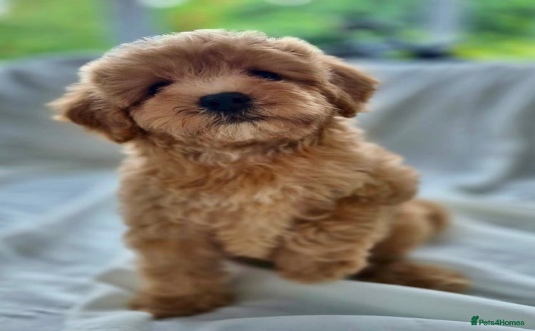 Cavapoochon dogs - Advert 5
