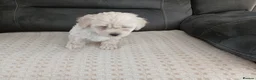 Maltipoo dogs for sale: Maltipoo puppies - Advert 22