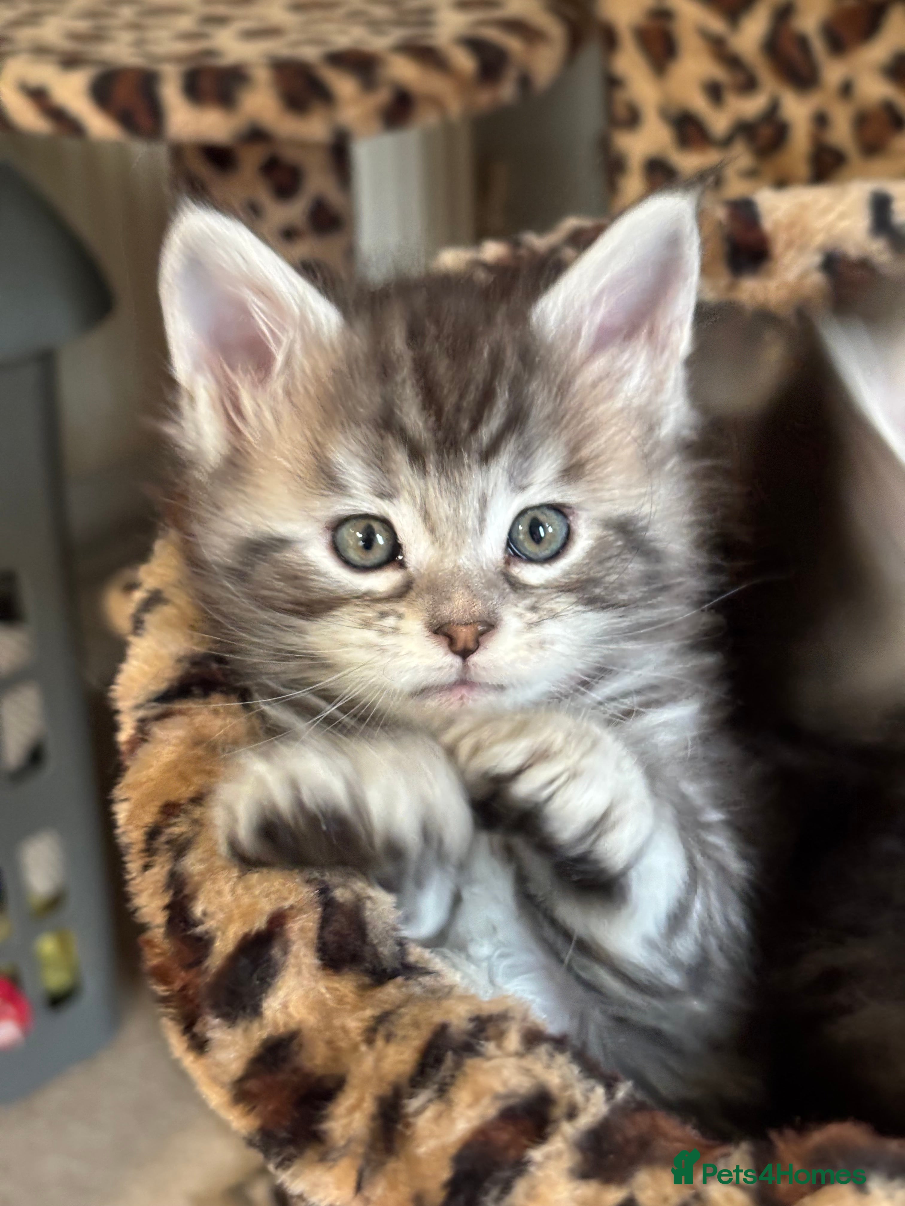 Maine Coon cats Stunning Maine coon polydactyl litter - Advert 17