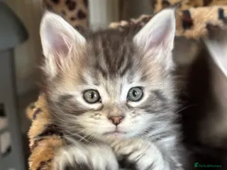 Maine Coon cats Stunning Maine coon polydactyl litter - Advert 17