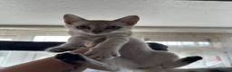 Bengal cats for sale: Snow Bengal with accessories  - Advert 5