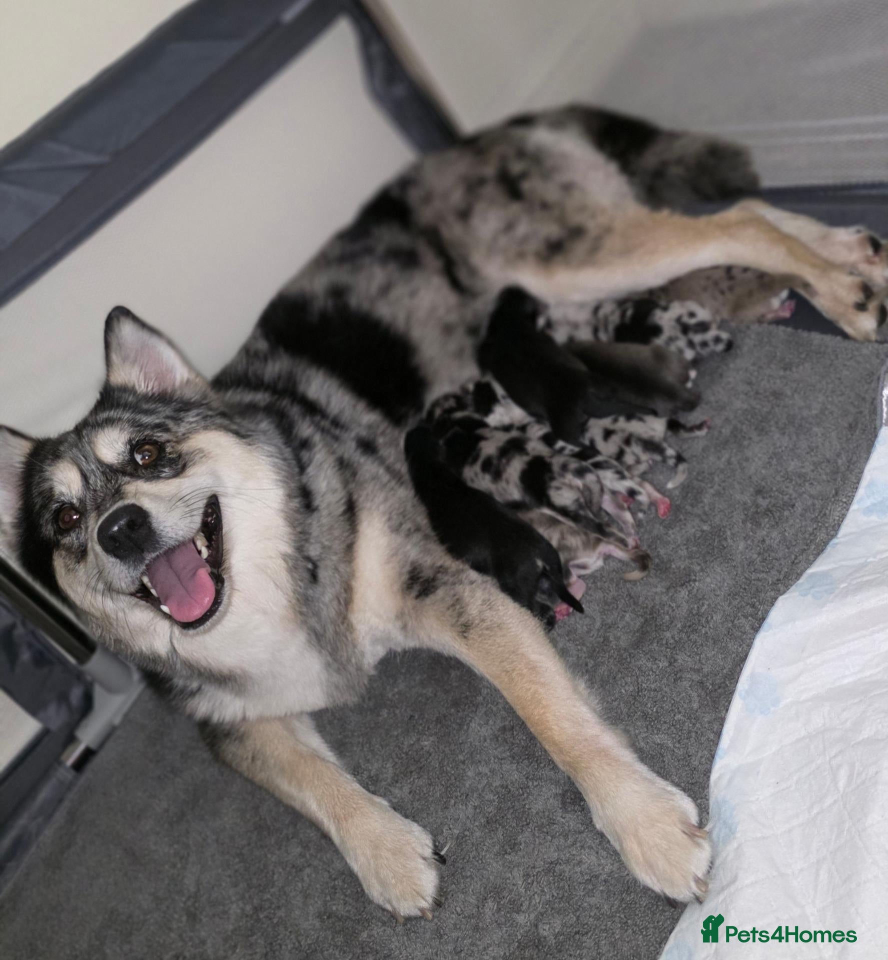 Pomsky dogs Pomsky Puppies  - Advert 1