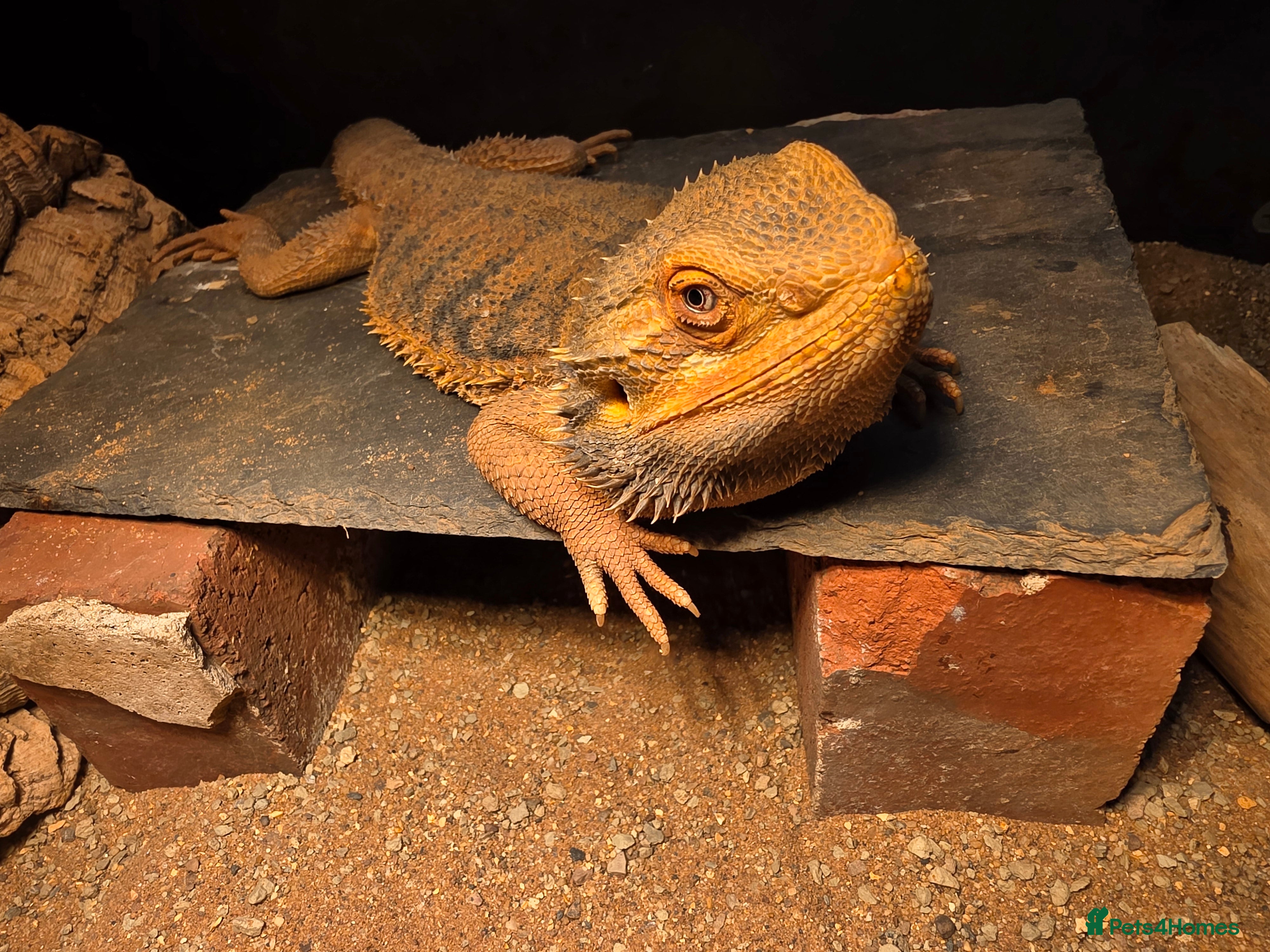 Bearded Dragon reptiles Bearded Dragon with Viv & Accessories  - Advert 4