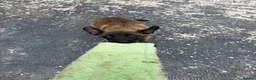 Belgian Shepherd Dog dogs for sale: DARK KC REG BELGIAN MALINOIS PUPPIES - Advert 13