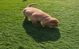 Labrador Retriever dogs for sale: KC Red Fox Labrador Pups - Image 10