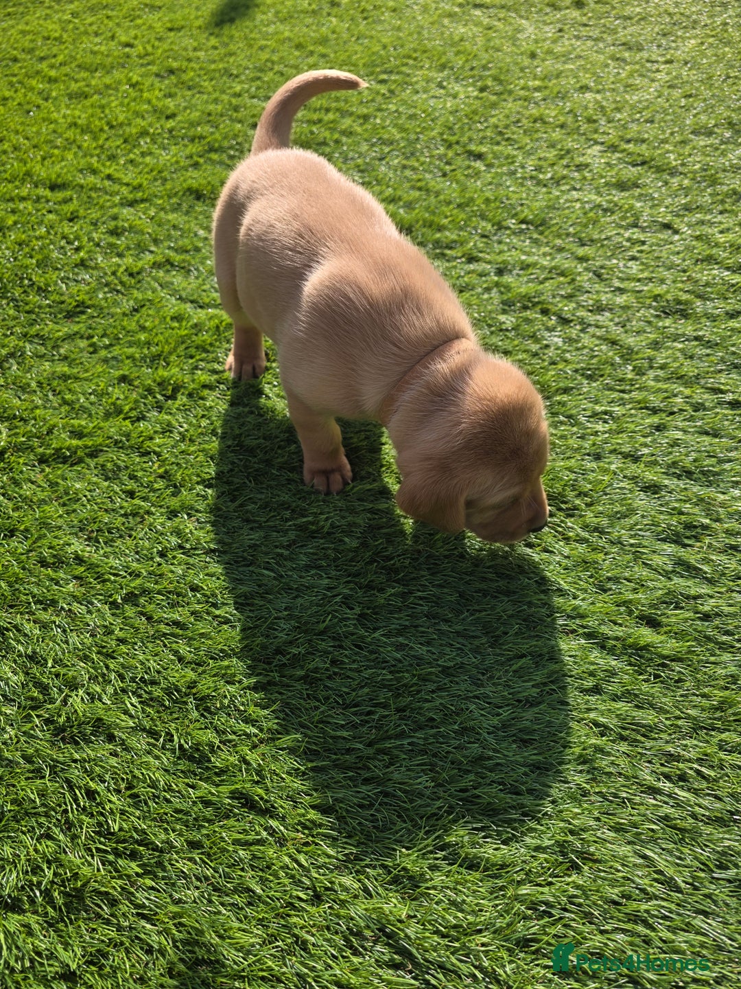 Labrador Retriever dogs for sale: KC Red Fox Labrador Pups - Image 10